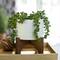 Flora Bunda® 5" String Of Pearl In Hobnail Ceramic Planter On Stand